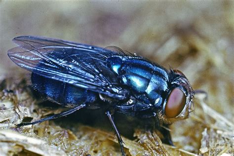 blue bottle flies pictures